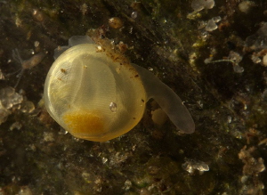 juvenile fingernail clam (3 mm)
moving around with its f... by Chris Krambeck 